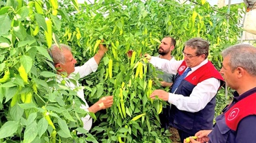 Mersin'de Kapya Biber Üretimi İncelemesi
