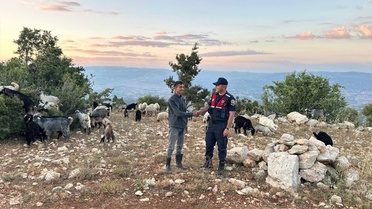 Kayıp Hayvanlar Dronla Bulundu