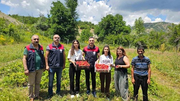Geyiksuyu'nda Kadın Çiftçilerle Çilek Hasadı