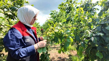 Fındık Bahçeleri İncelendi