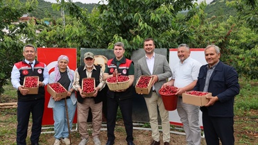 Vali Bakan Yıkılgan'da Kiraz Hasadı Yaptı