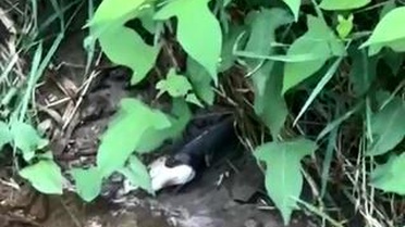 Yılanın Balık Yutması Görüntülendi