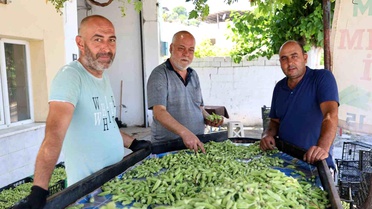 Koçarlı'da Bamya Hasadı Başladı
