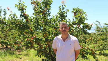 Isparta'da Kayısı Hasadı Başladı