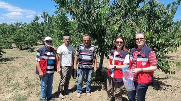 Kütahya'da Kiraz Hasadı Öncesi Pestisit Denetimleri Başladı