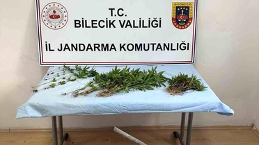 Bilecik'te Kenevir Ekimi Yapan Şahıs Yakalandı