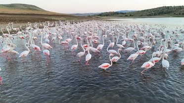 Tuz Gölü'nde Flamingo Molası