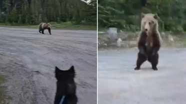 Dünya bu cesareti konuşuyor! Boz ayı ile burun buruna gelen kadını, akıllıca hamlesi hayatta tuttu