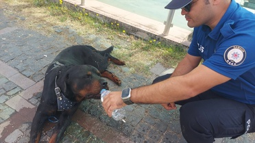 Polis Köpeği Kurtardı