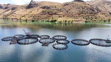 Erzincan'dan Dünya'ya Balık İhracı