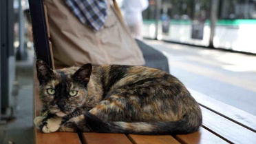 Tramvay durağını mesken tutan kedi, herkesin neşe kaynağı oldu