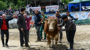 30. Ayder Festivali'nde Boğa Güreşleri Coşkusu