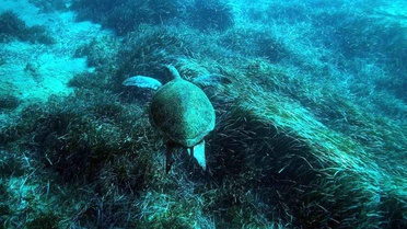 Bodrum'un su altı ekosistemini haritalama çalışmaları sürüyor