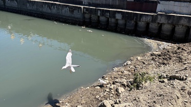 Zeytinburnu'nda Balık Ölümleri Kötü Kokuya Neden Oluyor