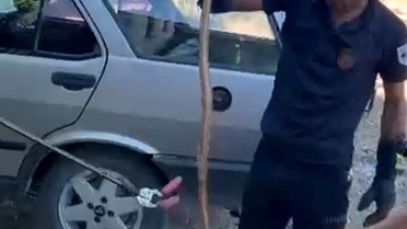 Park halindeki otomobile giren yılan paniğe neden oldu