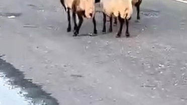 Siirt'te 32 Hayvan Rögar Suyundan Telef Oldu
