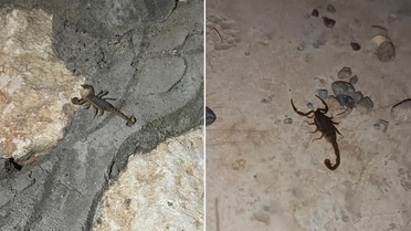 Şehri akrepler bastı! Her köşeden çıkıyorlar