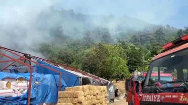 Bursa'da ormanlık alanda yangın