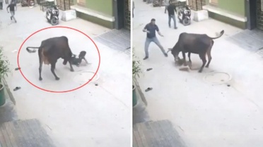 Çığlık sesleri mahalleyi ayağa kaldırdı! Başıboş inek küçük çocuğu saldırdı