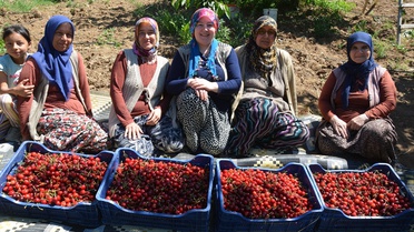 Demirci Kirazı Hasadı Başladı