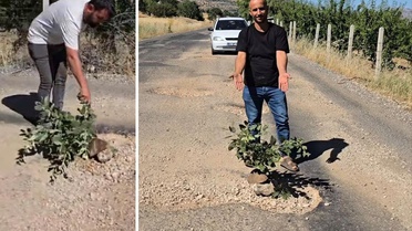 Çukurlar halkı canından bezdirdi! Seslerini duyurmak için yol ortasına ağaç diktiler