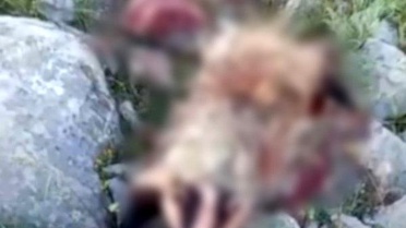 Köpek Saldırısı Porsuğu Öldürdü