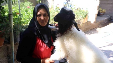 Kızını Kaybeden Anne, Teselliyi Kuzuda Buldu