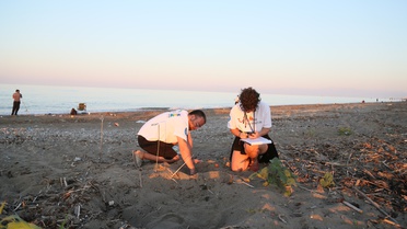 Belek’te Deniz Kaplumbağası Yuva Sayısı 1200'e Ulaştı