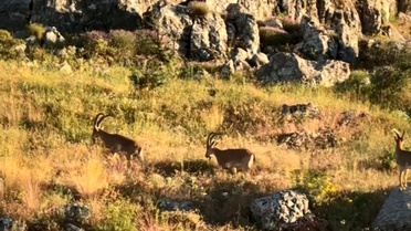 Harput'ta Dağ Keçileri Görüntülendi
