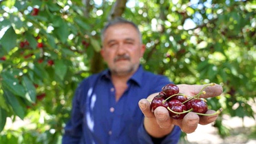 Tokat'ta Kiraz Üreticileri Yüzde Gülüyor