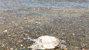 Gökçe Mahallesi'nde Telef Olmuş Caretta Caretta Bulundu