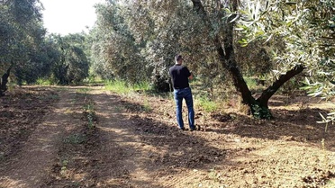 Balıkesir'de Zeytin Sineğiyle Mücadele