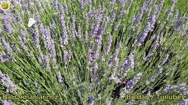 Yangın Sonrası Bal Ormanı Projesi