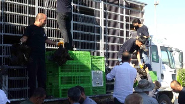 Gercüş'te 107 üreticiye yüzde 75 hibeli tavuk ve yem dağıtıldı