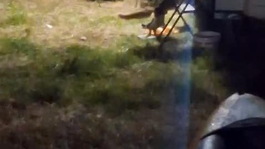 Hırsız Tilki Kamp Alanını Soydu