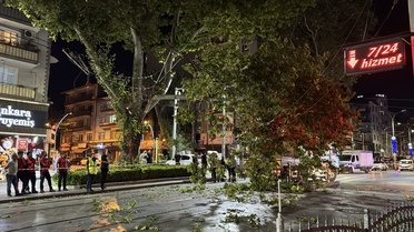 Çınar Dalı Tramvay Hatlarına Düştü