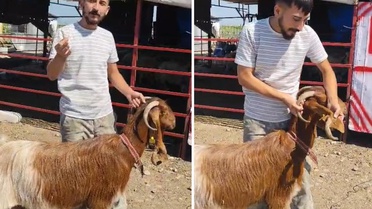 Kulağında boynuz çıkan keçi görenleri şaşırttı