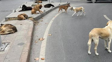 Ankara'da 52 bin sahipsiz hayvan toplandı