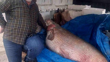 Çermik'te 130 Kilo Turna Balığı Yakalandı