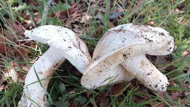 Yozgat'ta Çayır Mantarları Sezonu