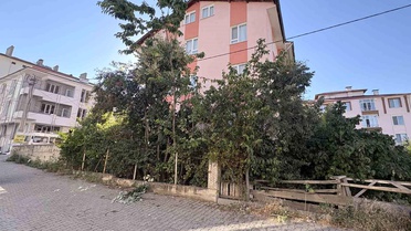 Ihlamur Toplarken Düştü: Emekli Öğretmen Yaralandı