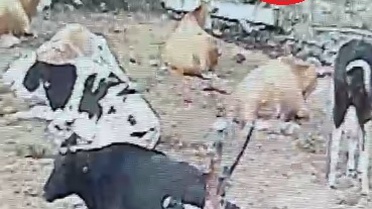 Kaman'da Kurtlar Mandıraya Girdi
