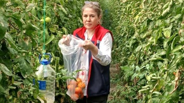 Söke'de Domates Hasadı Öncesi Pestisit Denetimleri