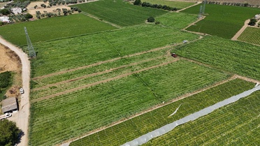 Torbalı'da karpuz hasadı başladı