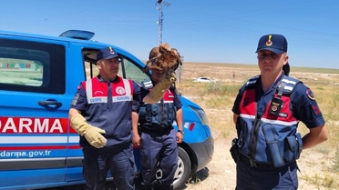 Yozgat'ta Yaralı Şahin Tedavi Altında
