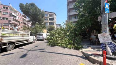 Devrilen ağaç iki araca zarar verdi