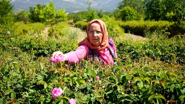 Isparta'da Gül Şerbeti Geleneği