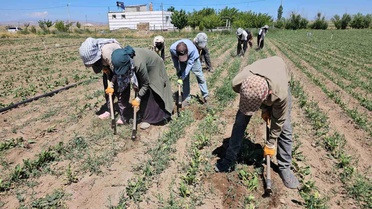 Adilcevaz'da Mevsimlik İşçiler Zorlu Sıcaklıkta Çalışıyor