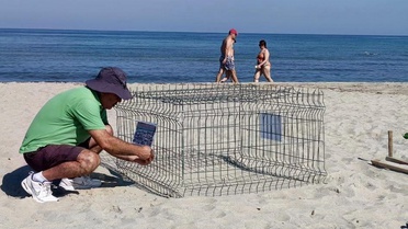 Kuşadası'nda Caretta Caretta Yuva Tespiti