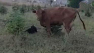 Kaybolan ineğini ararken sürprizlerin en güzeliyle karşılaştı 